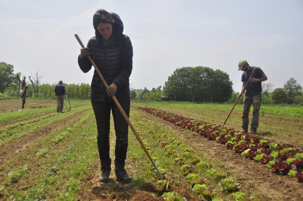 Working on Quail Hill Farms in Amagansett. MICHELLE TRAURING