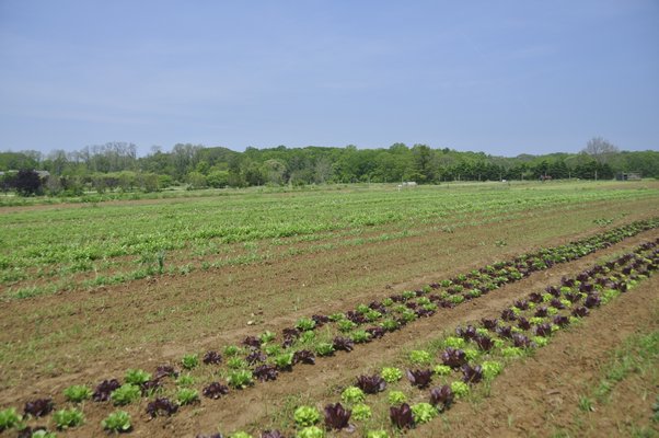 Working on Quail Hill Farms in Amagansett. MICHELLE TRAURING