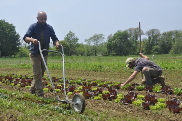 Working on Quail Hill Farms in Amagansett. MICHELLE TRAURING