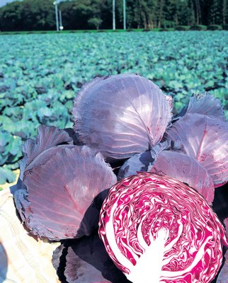 Cabbage Ruby King is a red, round cabbage that does well in the spring and fall, yielding heads of about 4 pounds. ANDREW MESSINGER