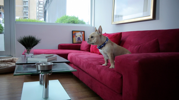 Marcel stars in The Corcoran Group's first-ever live-action commercial. COURTESY THE CORCORAN GROUP