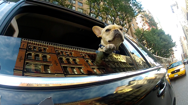 Marcel stars in The Corcoran Group's first-ever live-action commercial. COURTESY THE CORCORAN GROUP