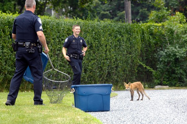 July 25: Southampton Village Police and a volunteer from the Evelyn Alexander Wildlife Rescue Center of the Hamptons in Hampton Bays trapped a wayward fox near Bowden Square in Southampton Village.