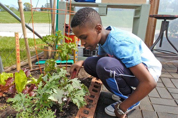 Fifth grade Hampton Bays Middle School student Elijah Amos tends to plants in the greenhouse.  DANA SHAW