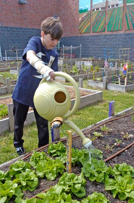 Hampton Bays Middle School Student Patrick Collins waters plants in the community garden.  DANA SHAW