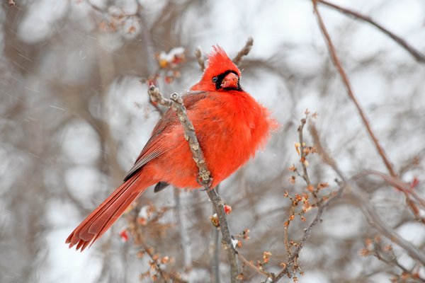 A cardinal's feather ruffle at the Elizabeth A. Morton National Wildlife Refuge in Noyac on Tuesday morning. DANA SHAW