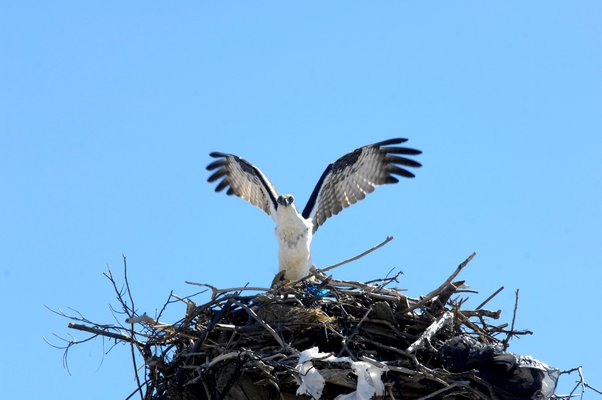 Osprey are migratory raptors that travel down to the Caribbean and South America during the winter and return, in this case along the Atlantic Coast, in mid-March to their nests, typically the exact same nest or one in the exact same area.