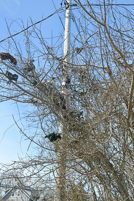 The remnants of the osprey nest that was torn down on Monday hang in a tree and are scattered along the road. DANA SHAW