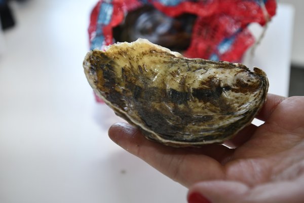 An oyster from the hatchery.  DANA SHAW