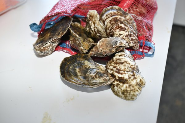 Oysters from the hatchery.