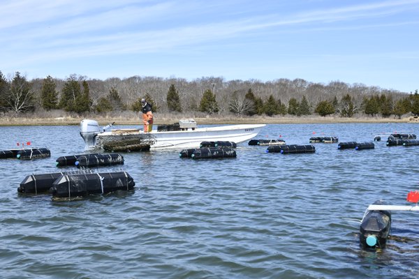 Walker Lourie, of the West Robbins Oyster Company, harvests oysters. DANA SHAW