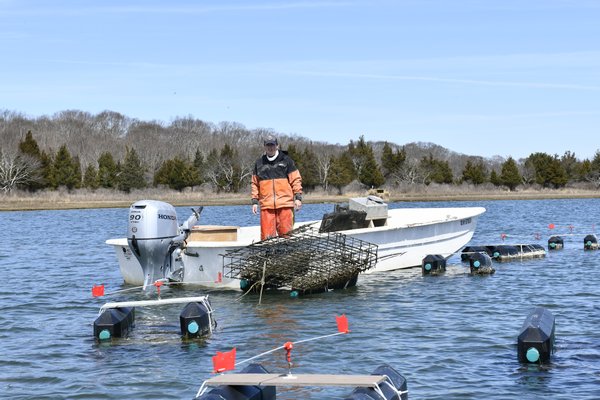 Walker Lourie, of the West Robbins Oyster Company, harvests oysters. DANA SHAW