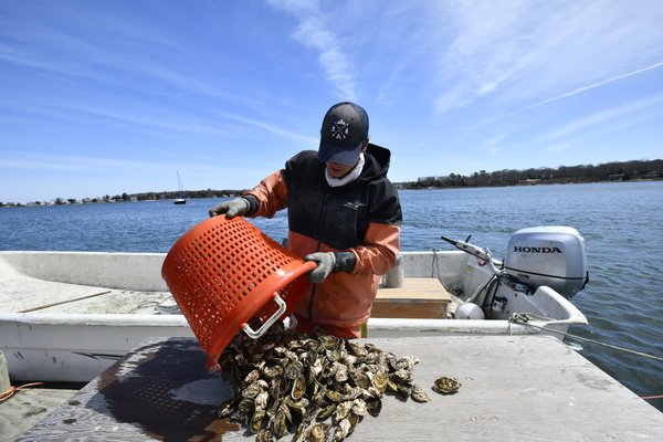 Walker Lourie of the West Robbins Oyster Company at the Conscience Point Shellfish Hatchery.  DANA SHAW