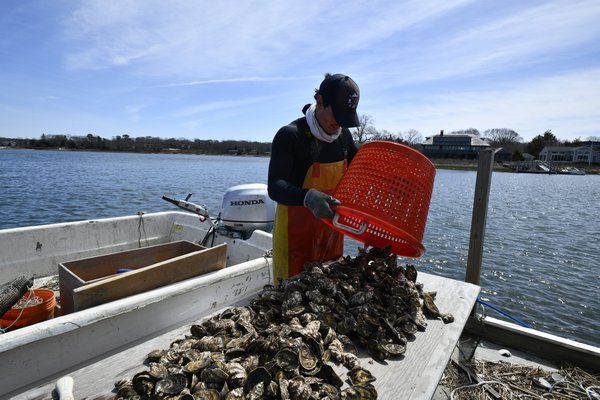 Walker Lourie of the West Robbins Oyster Company at the Conscience Point Shellfish Hatchery. DANA SHAW