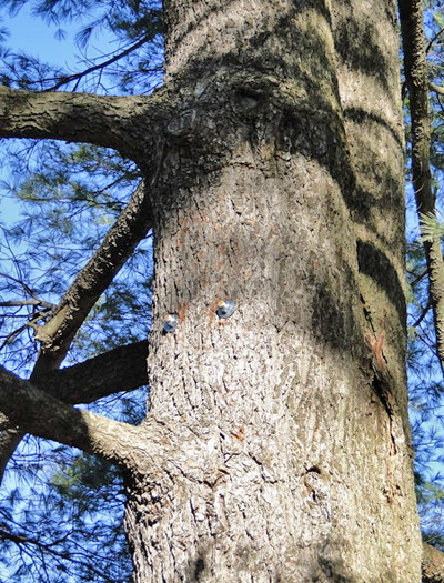 Two threaded stainless steel rods inserted through the trunk to stabilize the splits. The rods may give the tree many more years of life.