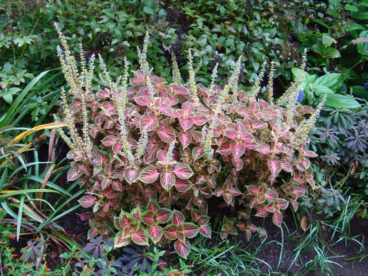 These coleus were photographed in early October when they had been allowed to go to flower. Flowering should be avoided earlier in the season, as it reduces the plant's vigor. 