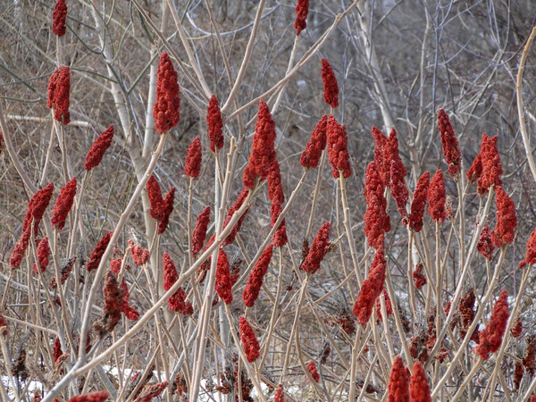 Wild Sumac in winter plumage