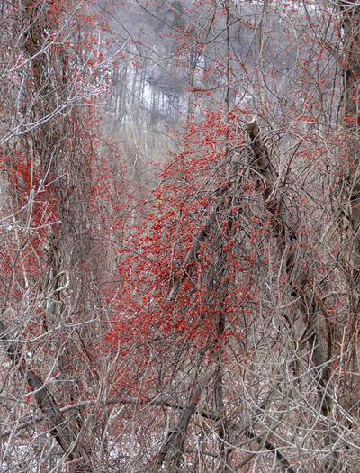 Bright red winter berries of the Oriental bittersweet vine.  However, the vines have toppled the tree they were growing on.