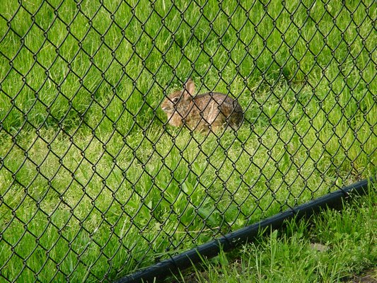 A chain-link fence is only a minor obstacle for a rabbit. Fast and efficient diggers, they can get under fences with little effort. Fencing must be buried nearly a foot deep to prevent rabbit entry. ANDREW MESSINGER