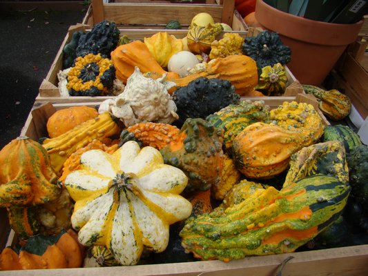 Gourds can take many shapes and sizes, as well as surprises, when planted too close to squash or pumpkins. ANDREW MESSINGER