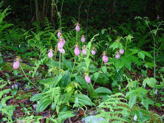 A gift certificate from Plant Delights can result in hardy orchids like this Lady Slipper (Cypripedium) in John or Jane's garden next spring. Only suggested for advanced gardeners up to the challenge. ANDREW MESSINGER
