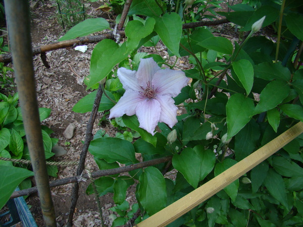 Marmori, originally  bred in Estonia, this pink clematis grows only to 6 feet.