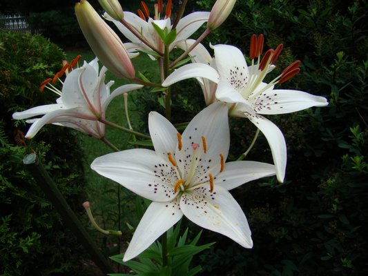The June-blooming varieties of lilies like this white one can be lightly scented or not scented at all. ANDREW MESSINGER