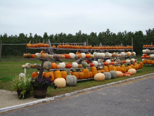 When planning your patch consider what you'll be using your pumpkins for. You'll need certain seeds for certain characteristics like color, seed production, size and pie use. ANDREW MESSINGER