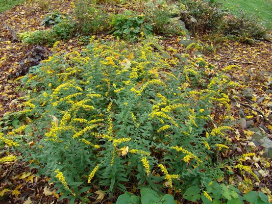 Solidago r. "Fireworks" is one of the later goldenrods and the base of the plant and surrounding garden are covered with the falling leaves of a maple tree above. This one is a sprawler and needs a little bit of attention each spring to keep it in bounds. ANDREW MESSINGER