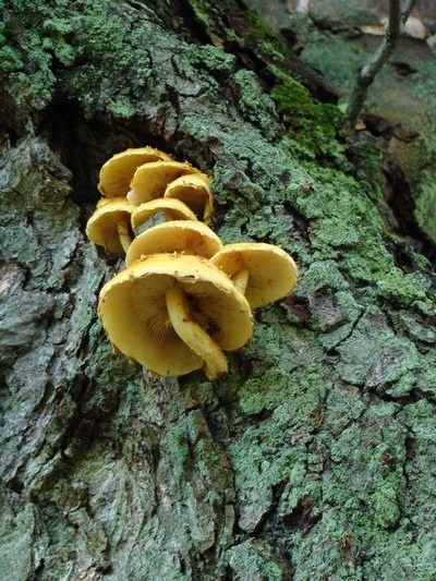 Seen from the ground, these terrestrial mushrooms were growing from the trunk of a tree. No matter where they are growing, always make sure they are safe before you even think about tasting them. ANDREW MESSINGER