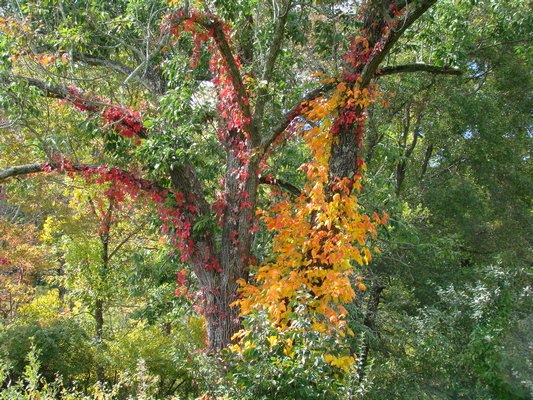 Tree clinging vines also add to the vibrant fall colors. The reds on the left are from Virginia creeper while the yellows on the right are from poison ivy. ANDREW MESSINGER
