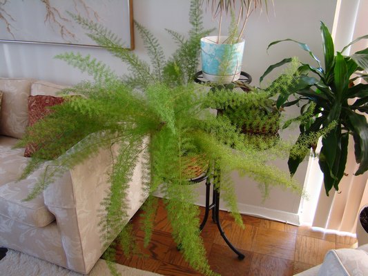 Foxtail Tree Fern, Asparagus Densiflorus 6 Inch Pot Indoor & Outdoor Live  House Plant Rooted Easy Care Starter Plant Sun or Shade 