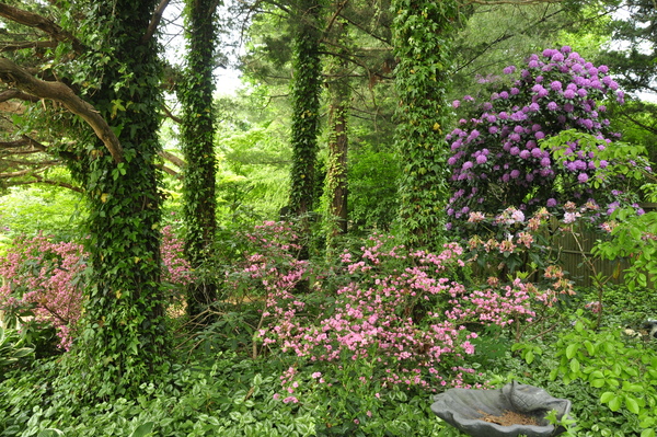 Deonne Finkelstein's Remsenburg garden will be open on Saturday, June 11, for the "Remsenburg Area Garden Tour."
