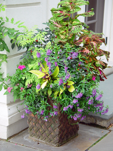 A columnar design in an old terra cotta pot with close to a dozen different plants including coleus and and ornamental pepper.