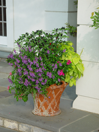 A full and lush terra cotta pot with annuals, tender perennials, scented geraniums, coleus and ornamental peppers.