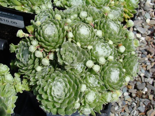 Some Sempervivums, or hen and chicks, have a very intricate and amazing geometric pattern of filaments that can go from leaf to leaf or across the entire plant. ANDREW MESSINGER