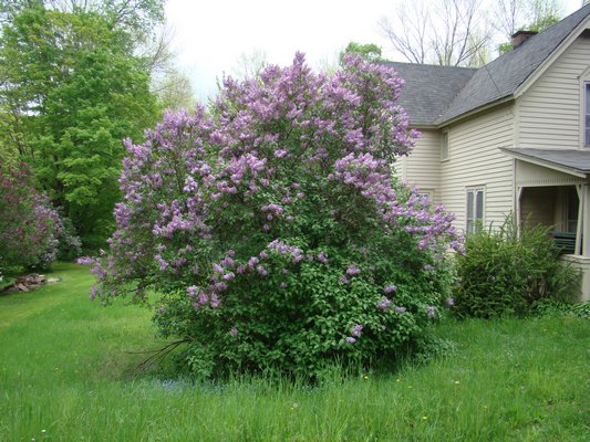 This shrub hasn’t been tended to in years and it’s a bit top heavy and ripe for winter damage. A lilac like this one could take a couple of years to rejuvenate but it would be even more spectacular than what you see here. ANDREW MESSINGER