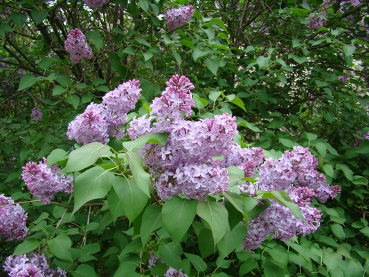 On newer Lilac shrubs, the flowering can be quite dense. Half of the flowers in this picture could be cut for use in a vase without damaging the plant at all. When cutting stems for display, cut the stems early in the morning and look for flowers that are not fully mature. These will last indoors for several days. ANDREW MESSINGER