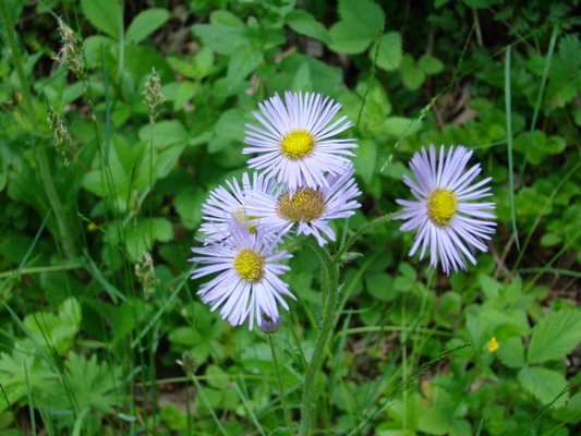 In the wild, aster colors can be quite variable. This one is nearly white, but you can find them in purples, pinks, white and near-reds. ANDREW MESSINGER