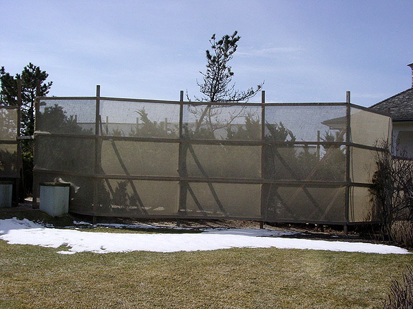 Giant frames with burlap protect ocean- and bay-facing evergreens from winter salt and wind damage.  ANDREW MESSINGER