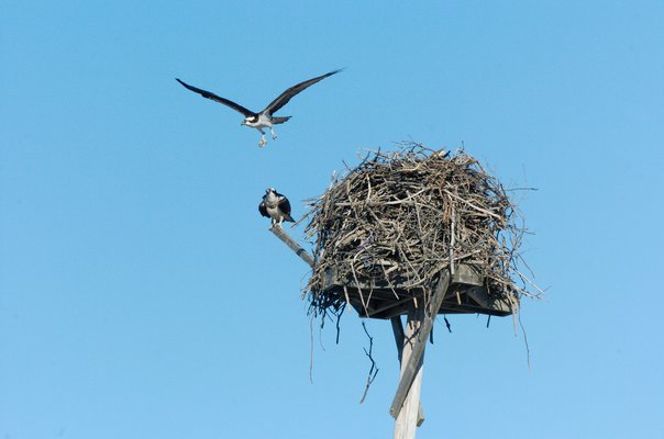 Osprey are migratory raptors that travel down to the Caribbean and South America during the winter and return, in this case along the Atlantic Coast, in mid-March to their nests, typically the exact same nest or one in the exact same area.   DANA SHAW