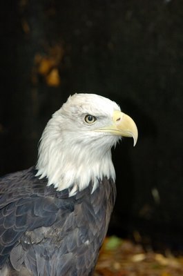 The eagle that has resided at the Quogue Wildlife Refuge for decades was taken from its enclosure.  PRESS FILE
