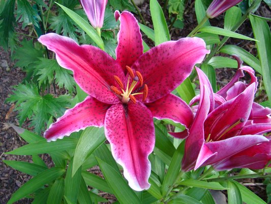 Hardy lilies can be bold, fragrant and easy to grow. A gift certificate from B&D can have them in someone's garden next year. ANDREW MESSINGER