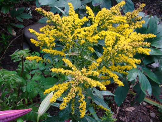 Flowering in early to mid-August, Solidago c. Crown of Thorns will not sprawl and can cover the fading foliage of peonies (back and below). ANDREW MESSINGER