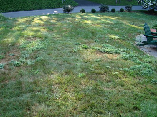 This lawn may be beyond redemption and not even a three-step program will renovate it. Too many types of weeds have been allowed to dominate the grasses and no attempt has been made to overseed, feed or weed. ANDREW MESSINGER