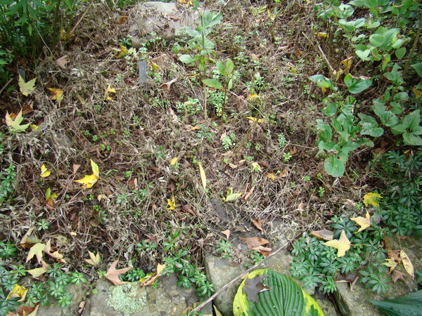 Rufa bamboo,  right, and dwarf white stripe bamboo three years after they were planted 5 feet apart.