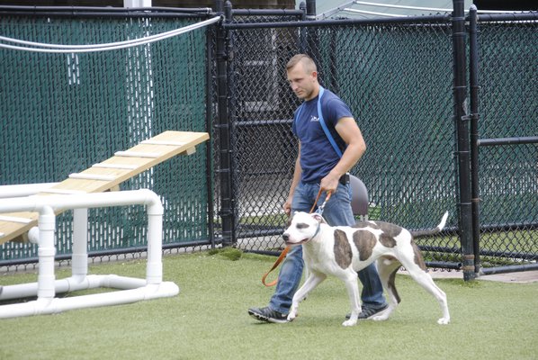 Trainer Sergei Emmerich helps a longtime shelter dog at the Southampton Animal Shelter Foundation train to become a Canine Good Citizen through the American Kennel Club. AMANDA BERNOCCO