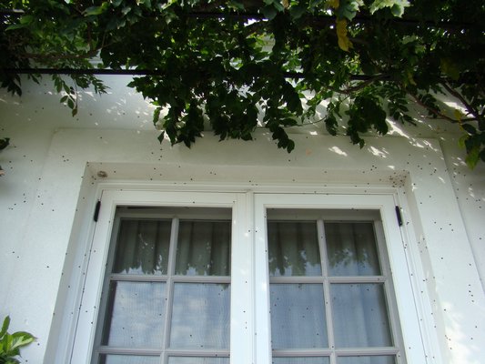 Asian ladybird beetles bask in the sun, but as the day cools they'll attempt to enter the home through the door jamb, seals and threshold. ANDREW MESSINGER