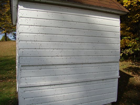 Hundreds of Asian ladybird beetles congregate on the sunny and warm side of a shed in late October. ANDREW MESSINGER