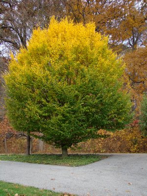 This European hornbeam begins its turn from green to yellow from top to bottom and the whole change process can takes a few days to nearly two weeks, depending on weather conditions. ANDREW MESSINGER